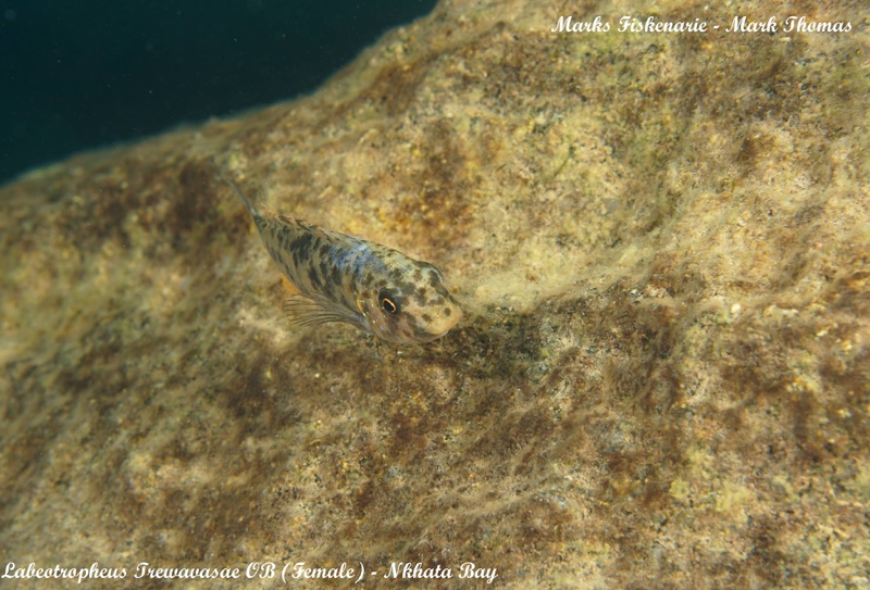 Labeotropheus trewavasae 'Nkhata Bay'